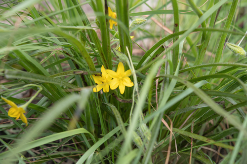 Hypoxis angustifolia, photograph 1