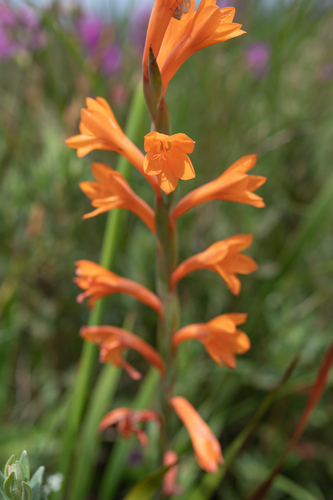 Orange Watsonia (Watsonia pillansii)