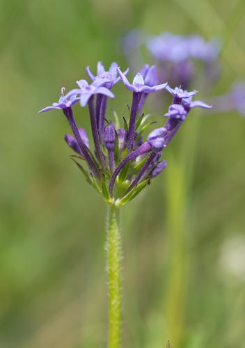 Pentanisia prunelloides, photograph 3
