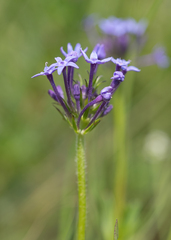Pentanisia prunelloides, photograph (c) Morten Ross, some rights reserved (CC BY)