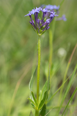 Pentanisia prunelloides, photograph (c) Morten Ross, some rights reserved (CC BY)