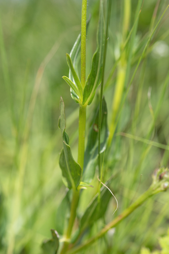 Pentanisia prunelloides, photograph 6