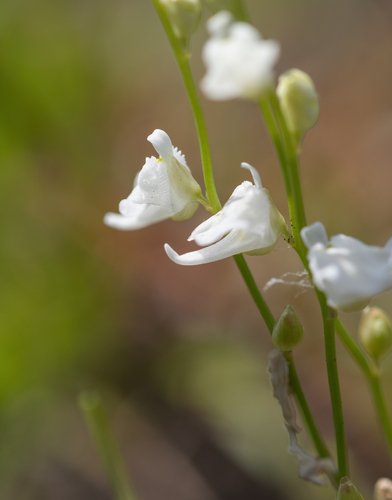 Utricularia livida, photograph 6