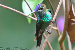 Heliodoxa leadbeateri