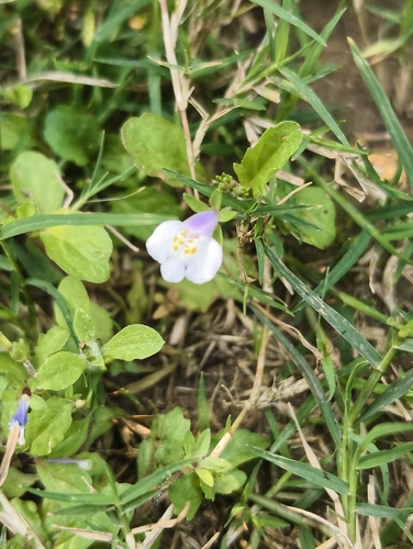 Asian mazus