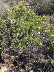 Chamaebatia australis