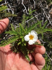Chamaebatia australis