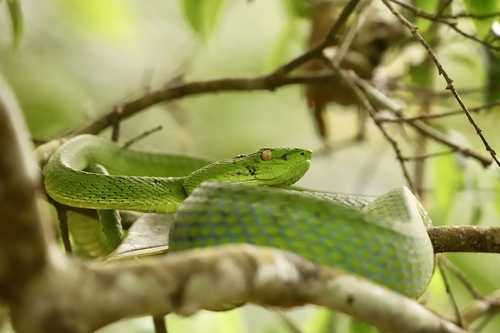 Vogel’s Pit Viper