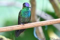 Heliodoxa leadbeateri