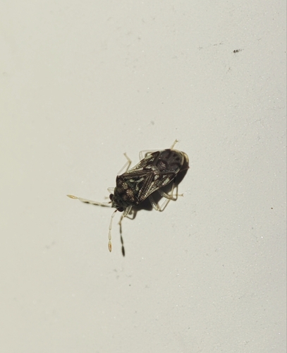 Entisberus archetypus observed 2026-02-23