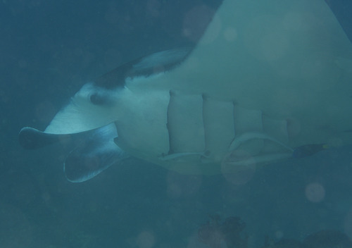 Manta ray