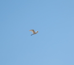 Ardea alba