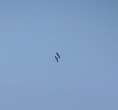 Haliaeetus albicilla