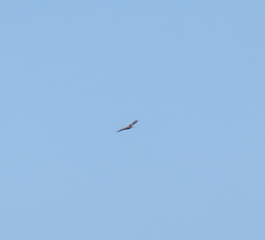 Haliaeetus pelagicus