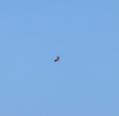 Haliaeetus pelagicus