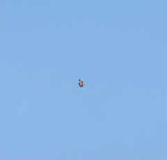 Haliaeetus pelagicus