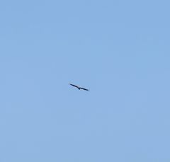 Haliaeetus pelagicus