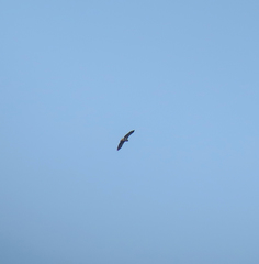 Haliaeetus pelagicus