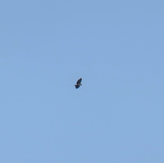 Haliaeetus pelagicus