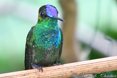 Heliodoxa leadbeateri