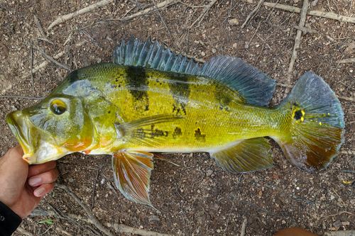 Butterfly peacock bass (Cichla ocellaris) — Cichlidae — 3