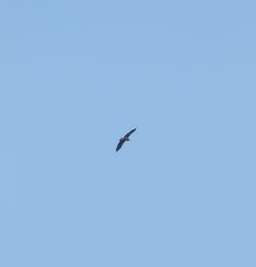 Haliaeetus pelagicus