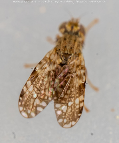 Unknown species found near Novato, CA, USA