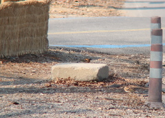 Fringilla montifringilla