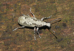 Ptychoderini