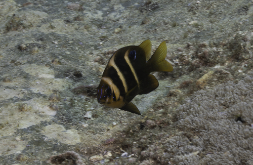 Parma polylepis