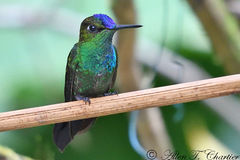 Heliodoxa leadbeateri