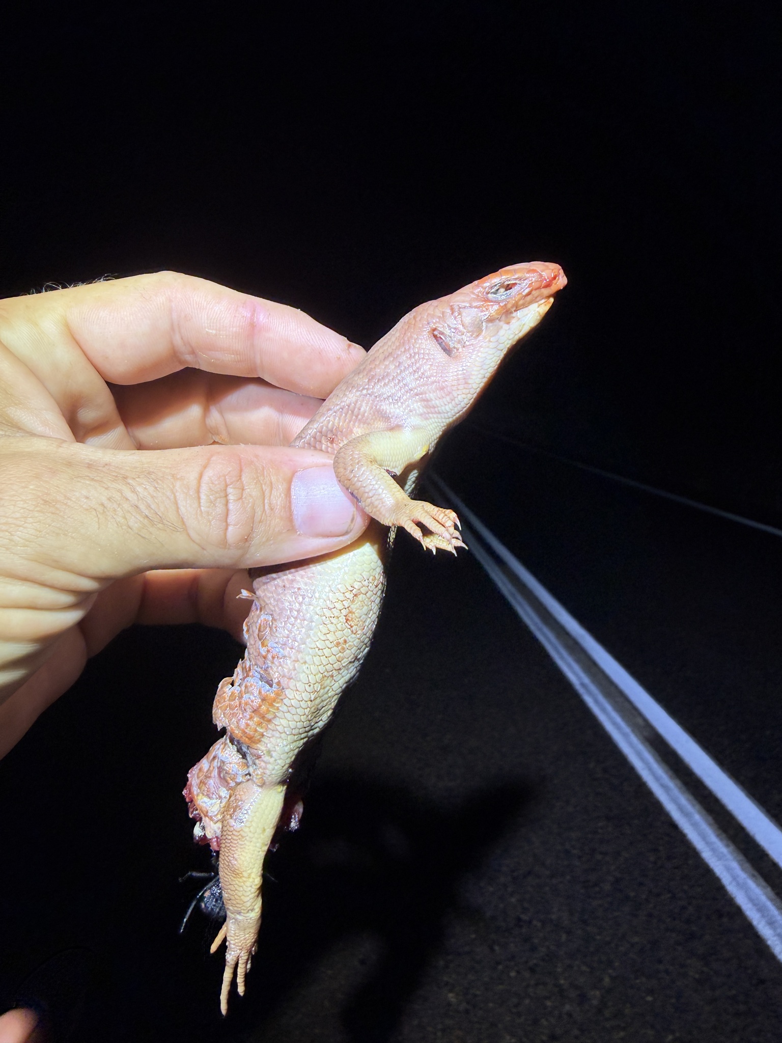Great Desert-Skink photo 2