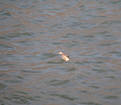 Tachybaptus ruficollis