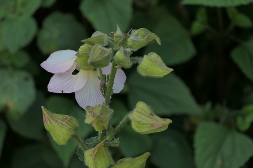Angled Wild Mallow (Abelmoschus angulosus)
