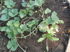 Cucurbita maxima maxima