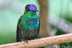 Heliodoxa leadbeateri