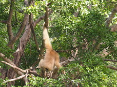 Hylobates albibarbis