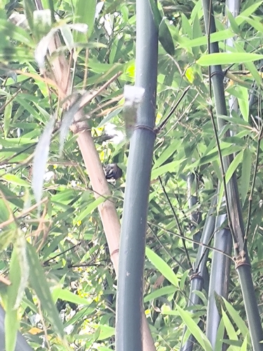 Speckled Piculet (Picumnus innominatus), photo 4
