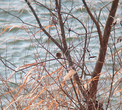 Carpodacus sibiricus