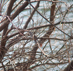 Carpodacus sibiricus