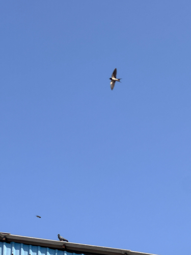 Barn Swallow