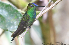 Heliodoxa leadbeateri