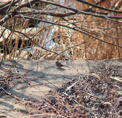 Carpodacus sibiricus