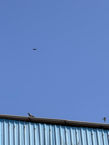 Feral Pigeon