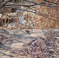 Carpodacus sibiricus