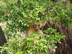 Hylobates albibarbis