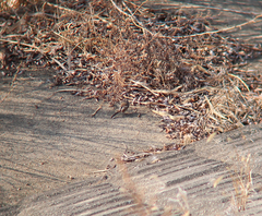 Carpodacus sibiricus
