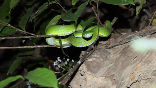 Spot-tailed Pitviper