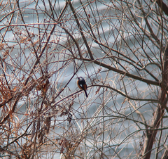 Phoenicurus auroreus