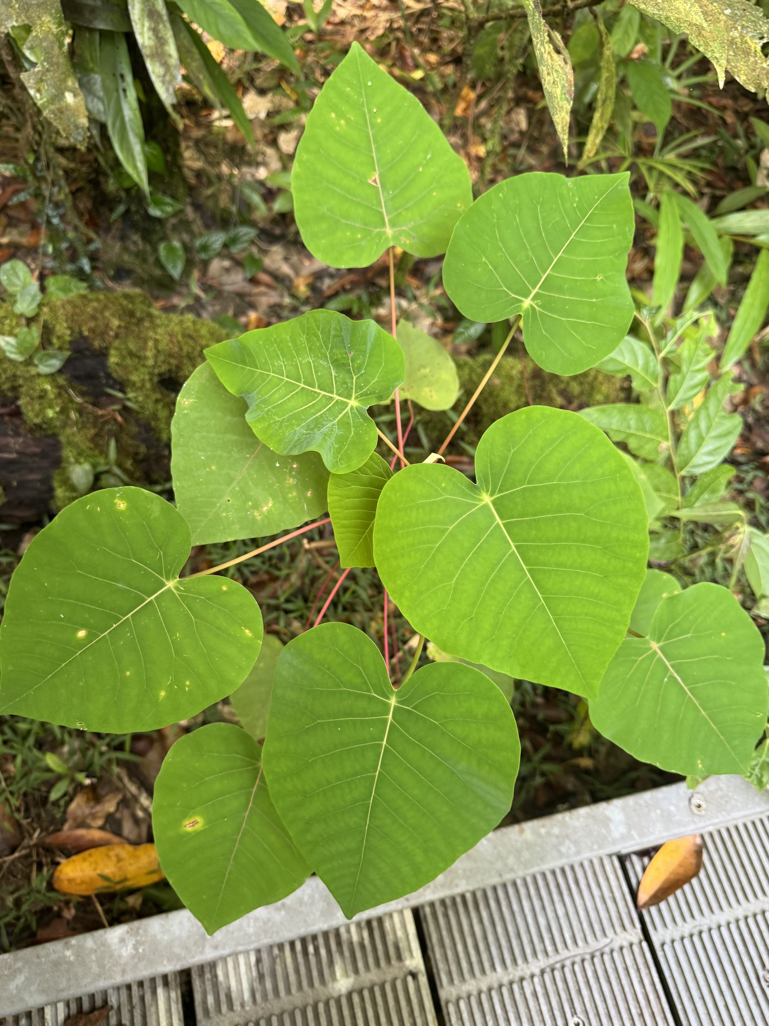 Imagem de Homalanthus novoguineensis